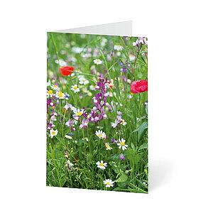 UNICEF Grusskarte Blumenwiesen UNICEF Grusskarte Blumenwiesen