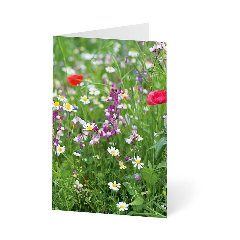 Blumenwiesen Blumenwiesen